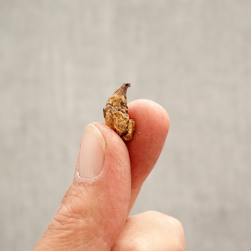 Amostra de Erythronium dens canis Purple King Bulbo size I tal como entregue na primavera