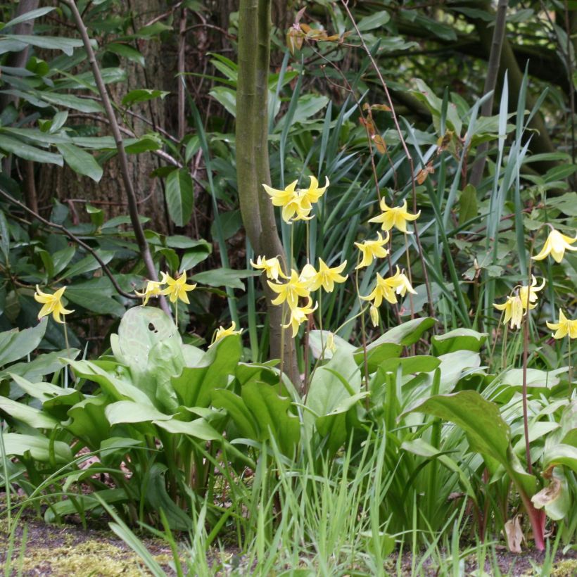Erythronium tuolumnense Pagoda (Floração)