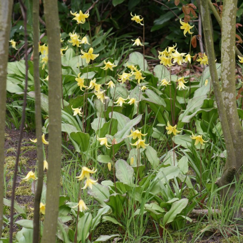 Erythronium tuolumnense Pagoda (Hábito)
