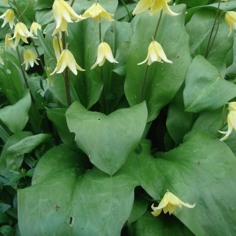Erythronium tuolumnense Pagoda (Folhagem)