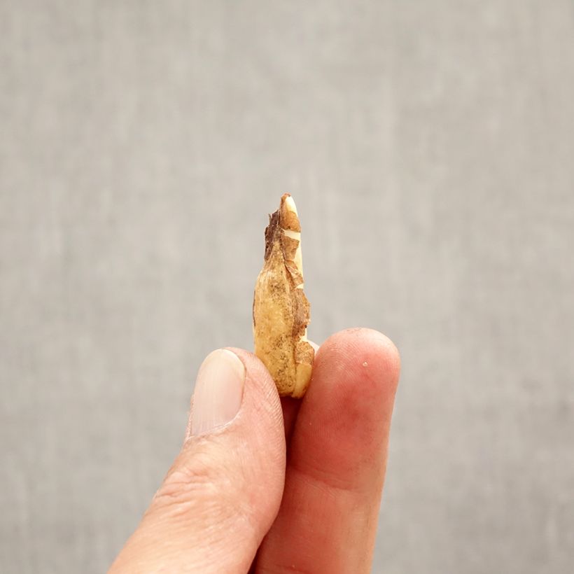 Amostra de Erythronium tuolumnense Pagoda Bulbo Calibre I tal como entregue na primavera