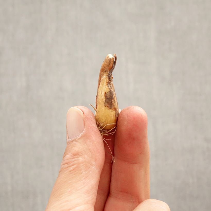 Amostra de Erythronium White Beauty Bulbo size I tal como entregue na primavera