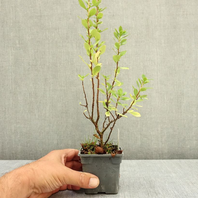 Amostra de Escallónia virgata Apple Blossom Vaso de 8/9 cm tal como entregue no verão