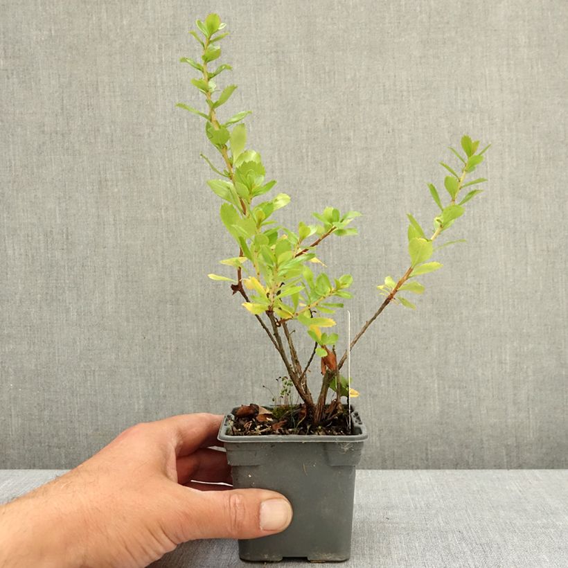 Amostra de Escallónia virgata Apple Blossom Vaso de 8/9 cm tal como entregue na primavera