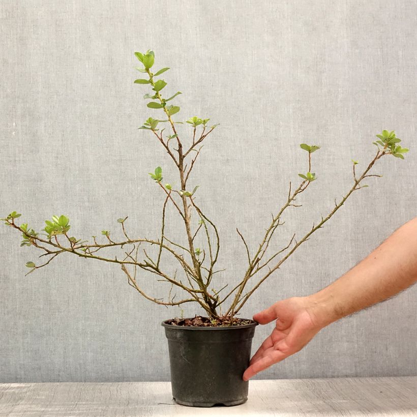 Amostra de Escallónia C.F. Ball Vaso de 2 L/3 L tal como entregue no verão