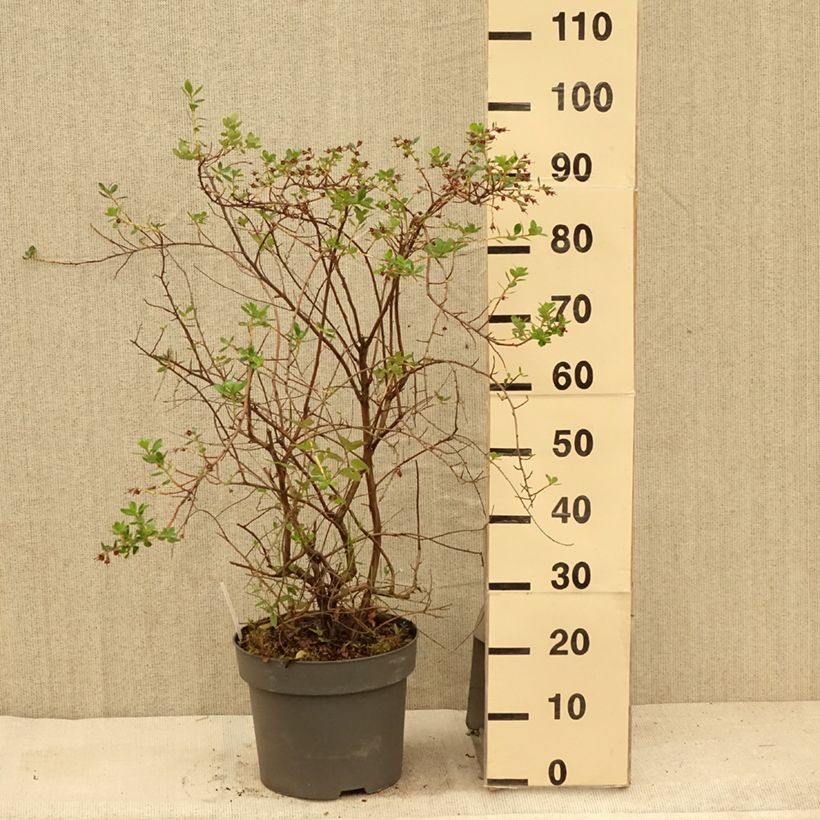 Amostra de Escallónia C.F. Ball Vaso de 7,5 L/10 L tal como entregue no verão
