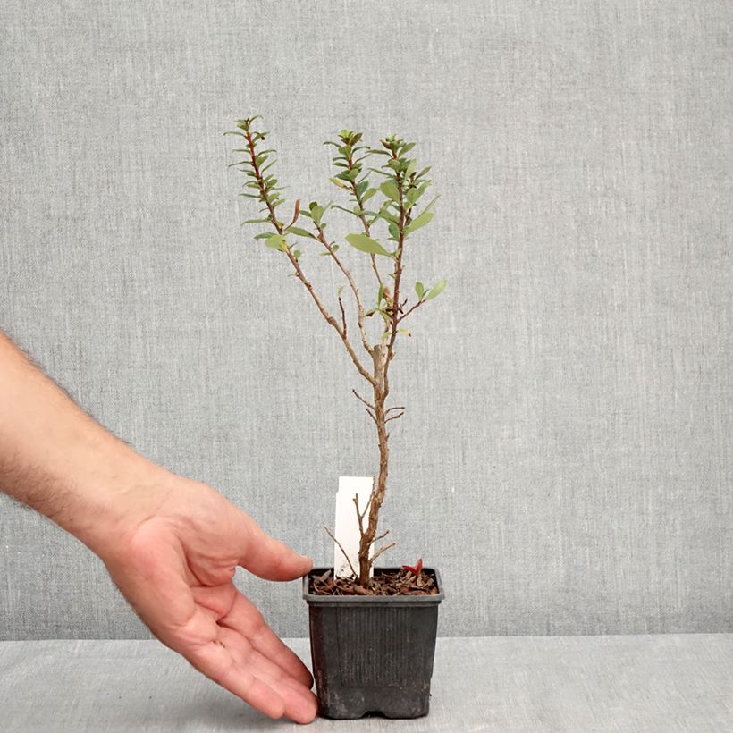 Amostra de Escallónia compacta Coccinea Vaso de 8/9 cm tal como entregue no verão
