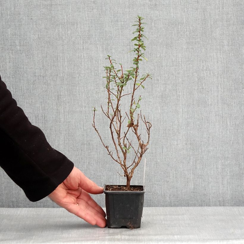 Amostra de Escallonia compacta Coccinea Vaso de 8/9 cm tal como entregue no inverno