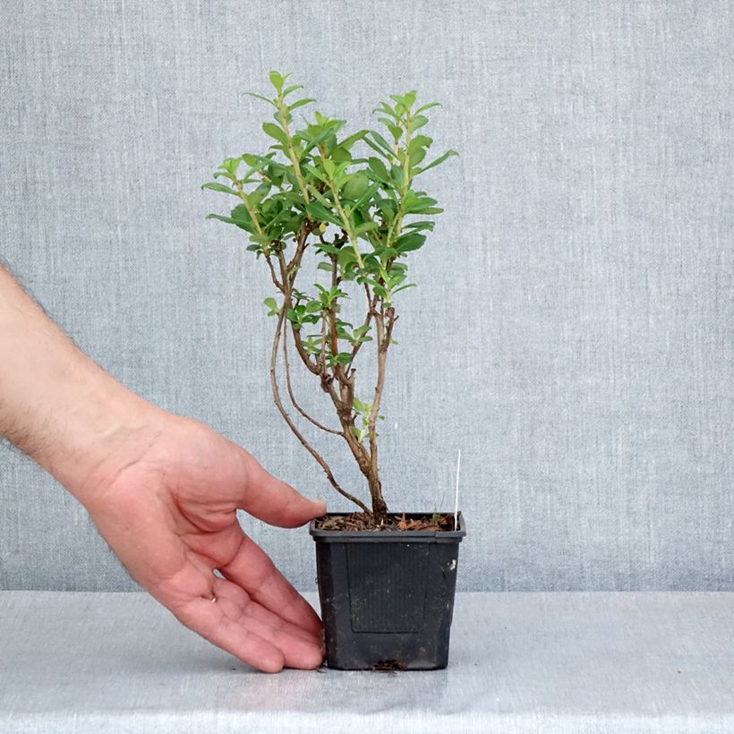 Amostra de Escallónia compacta Coccinea Vaso de 8/9 cm tal como entregue na primavera