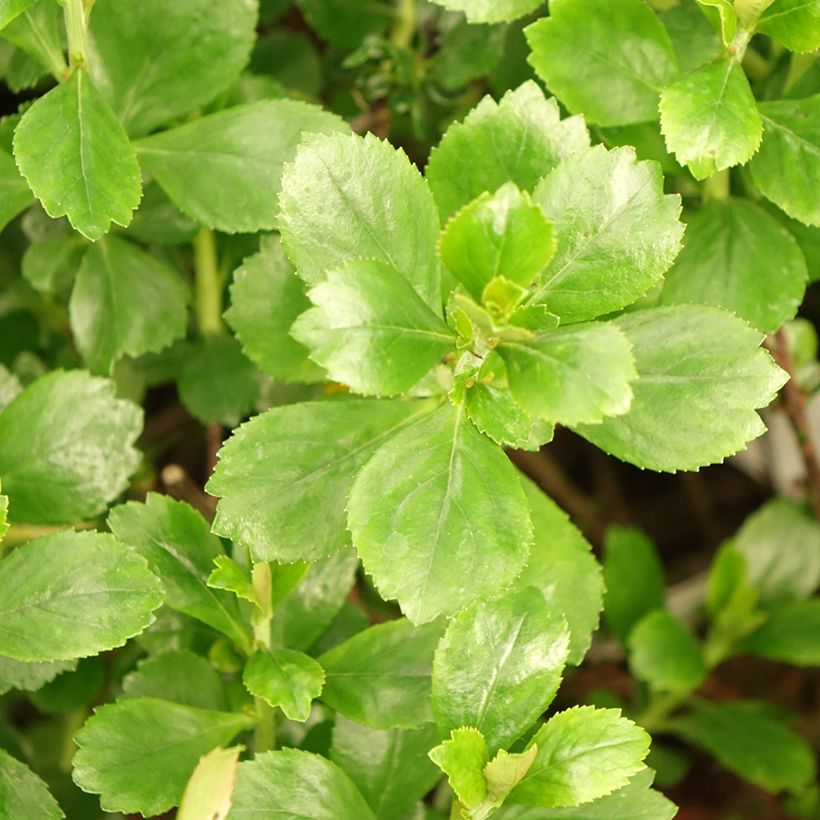 Escallónia virgata Donard Radiance (Folhagem)