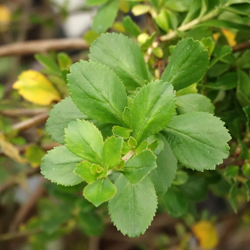 Escallónia Donard Seedling (Folhagem)
