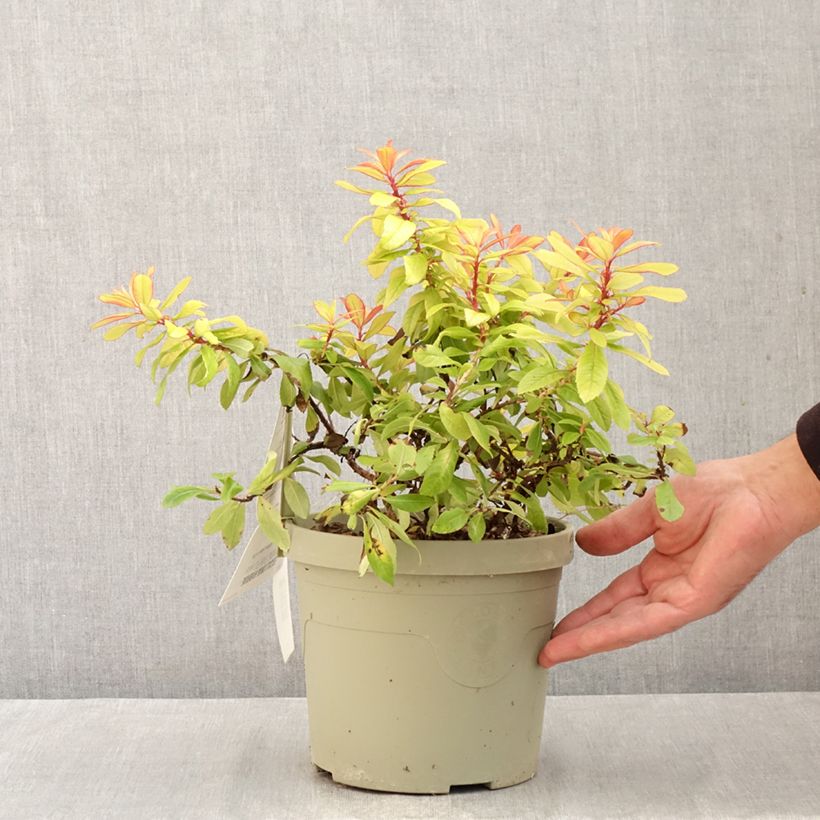 Amostra de Escallónia Glowing Embers Vaso de 3 L/4 L tal como entregue no outono