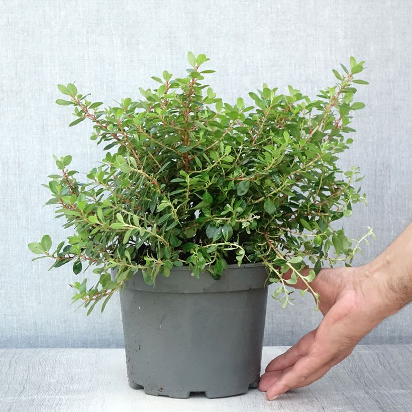 Amostra de Escallónia Red Dream Vaso de 2 L/3 L tal como entregue no verão
