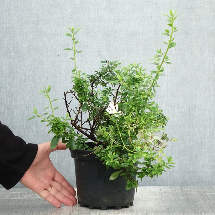 Amostra de Escallónia Show Stopper Vaso de 3 L/4 L tal como entregue no outono