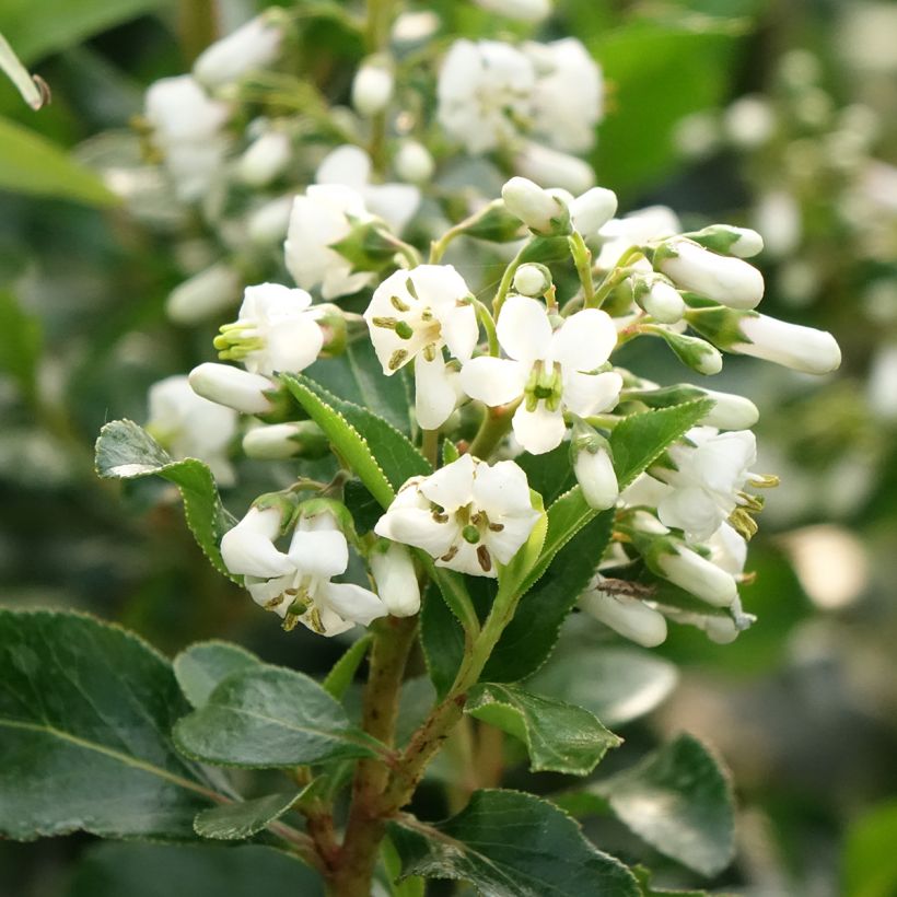 Escallónia Iveyi (Floração)