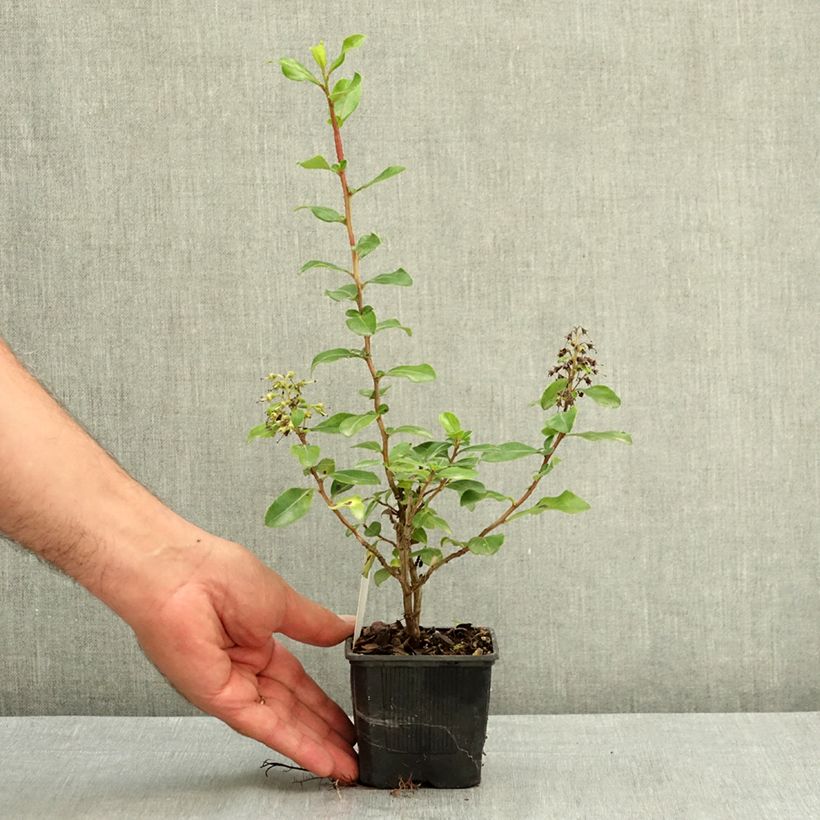 Amostra de Escallónia Iveyi Vaso de 8/9 cm tal como entregue no verão