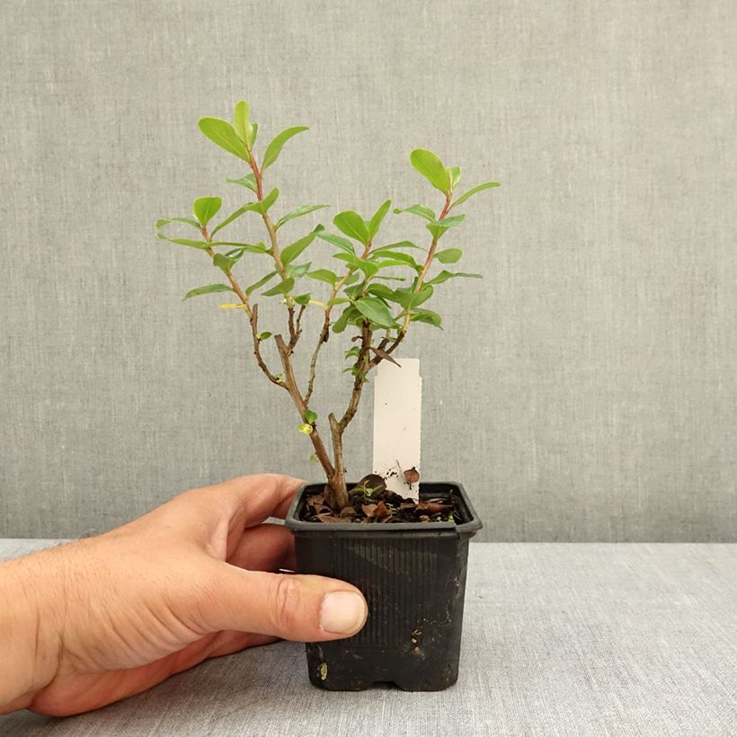 Amostra de Escallónia Iveyi Vaso de 8/9 cm tal como entregue na primavera