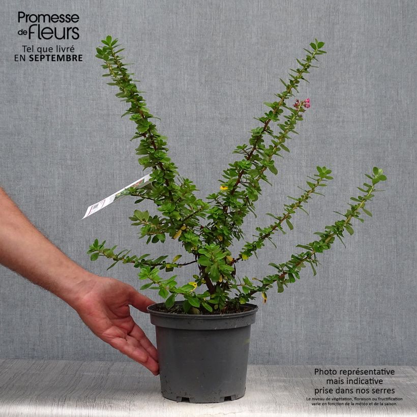 Amostra de Escallonia virgata Pride of Donard Vaso de 2 L/3 L tal como entregue no outono