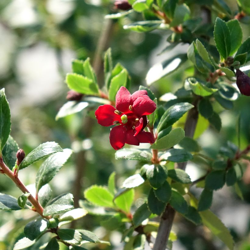Escallónia Red Elf (Floração)