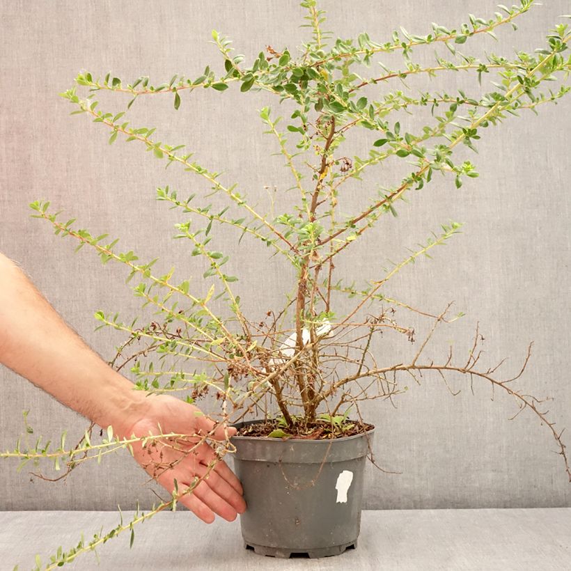 Amostra de Escallonia Red Elf Vaso de 3 L/4 L tal como entregue no verão