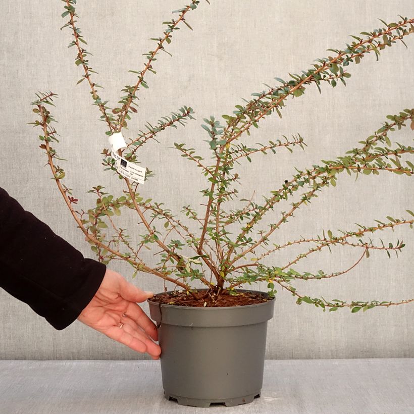 Amostra de Escallónia Red Elf Vaso de 3 L/4 L tal como entregue no inverno