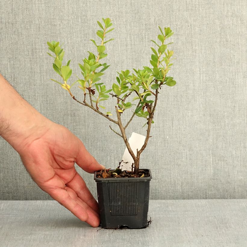Amostra de Escallonia rubra var. macrantha Crimson Spire Vaso de 8/9 cm tal como entregue na primavera