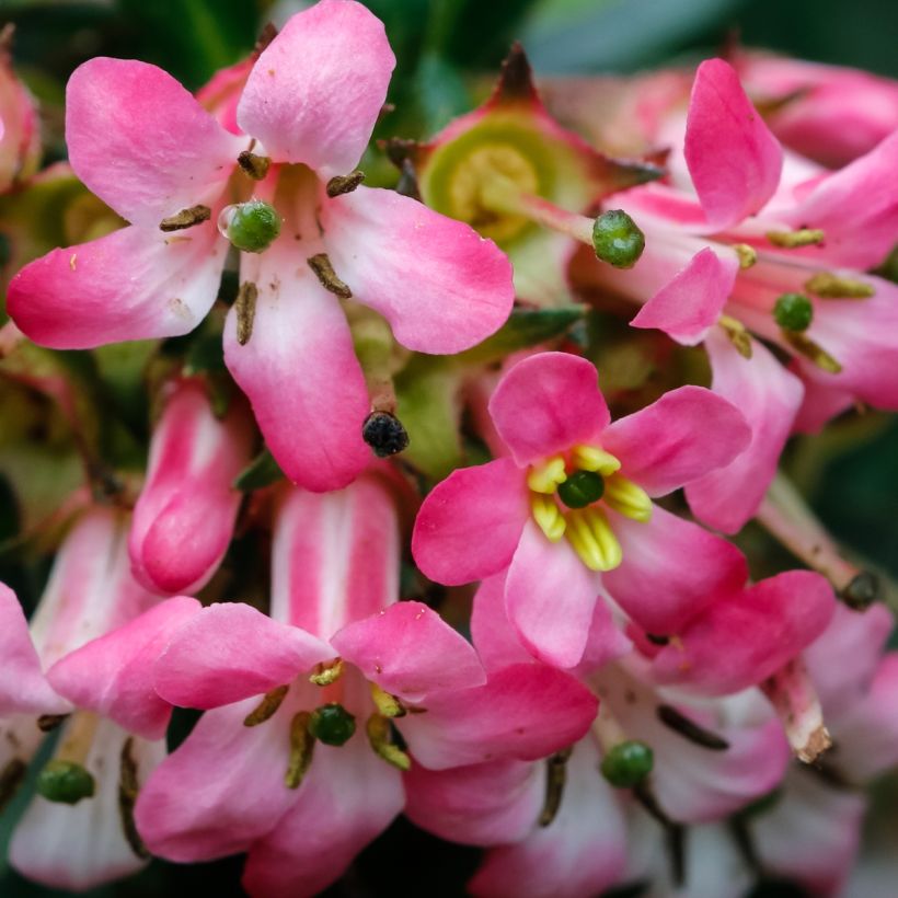 Escallónia Show Stopper (Floração)