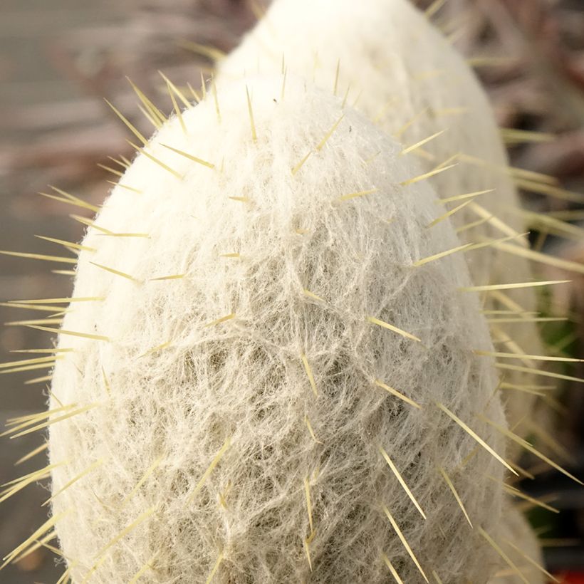 Espostoa churinensis - Cacto (Folhagem)