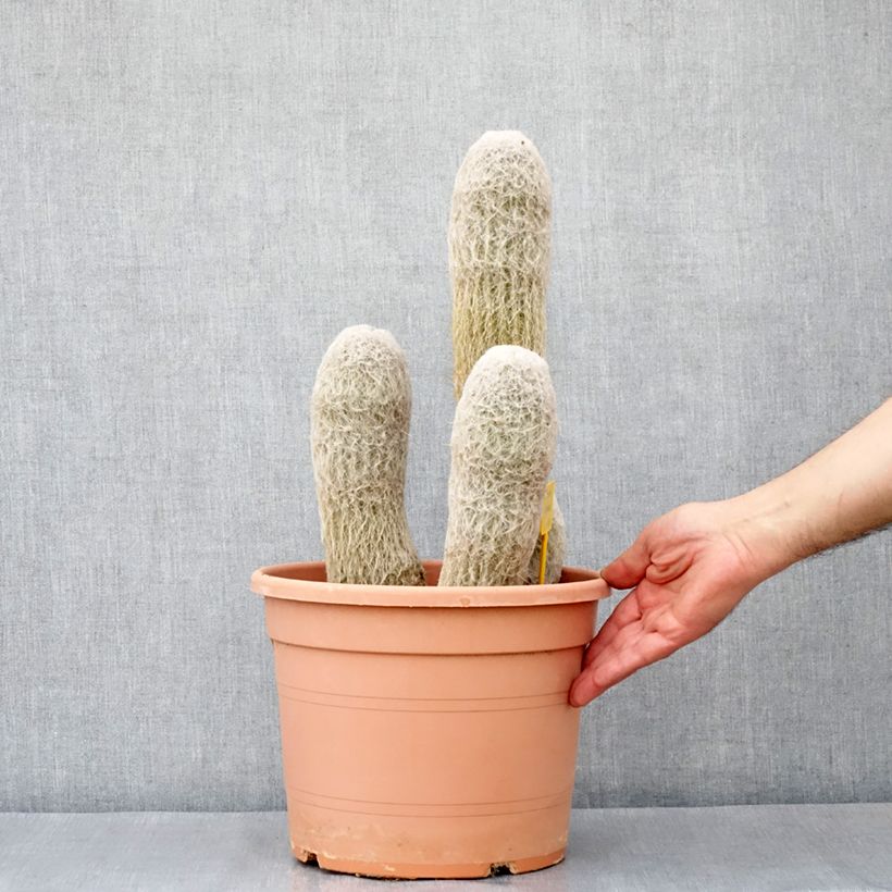 Amostra de Espostoa churinensis - Cactus cierge Pot de 7,5L/10L tal como entregue no inverno