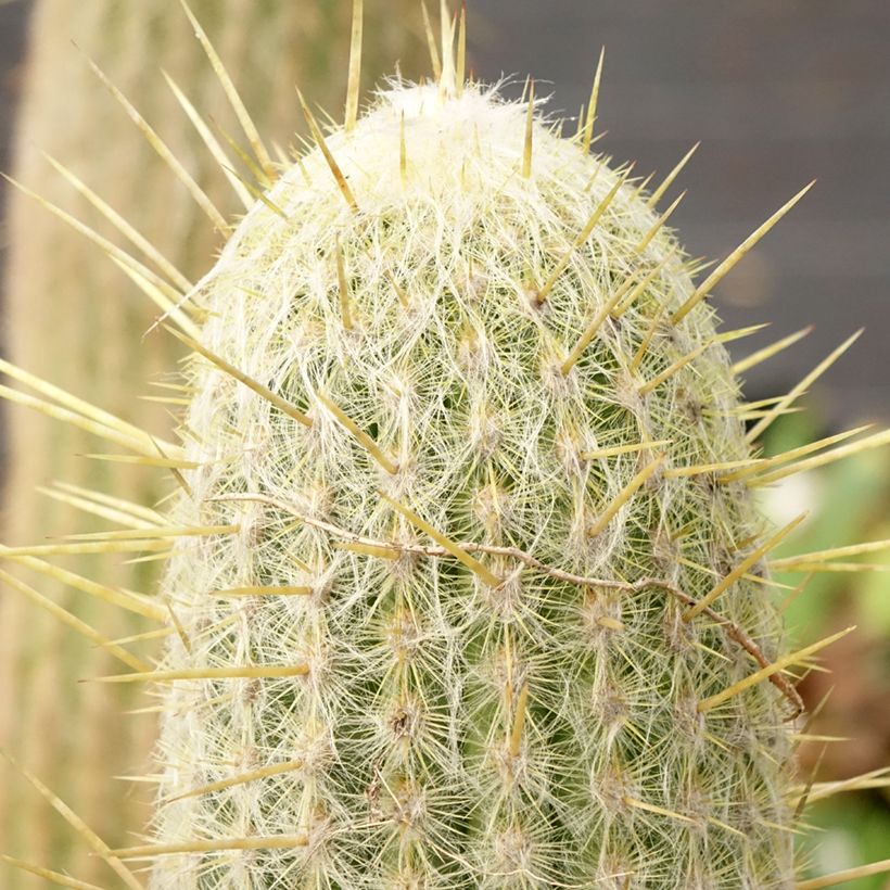 Espostoa lanata - Cacto (Folhagem)