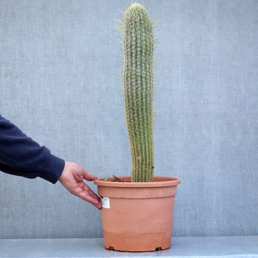 Amostra de Espostoa lanata - Cactus cierge Pot de 7,5L/10L tal como entregue no inverno