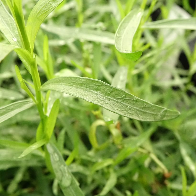 Estragão verdadeiro em plantas Bio (Folhagem)