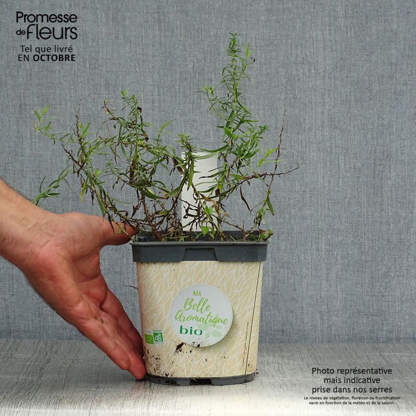 Amostra de Estragão verdadeiro em plantas Bio Vaso de 1 L/1,5 L tal como entregue no outono