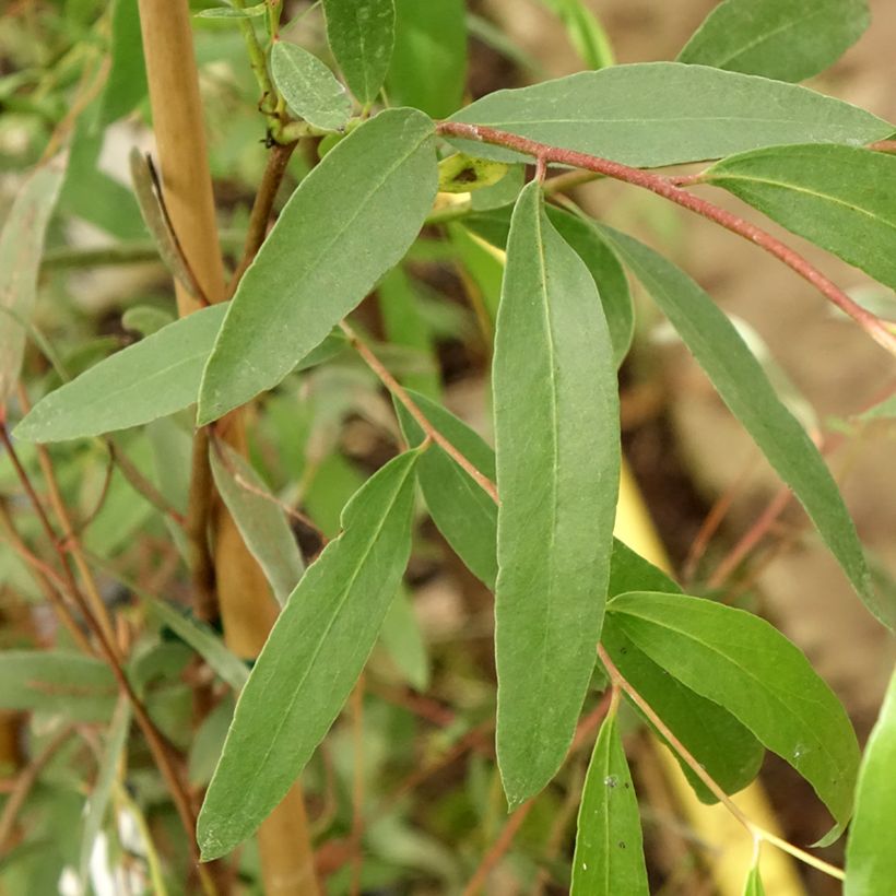 Eucalyptus aggregata (Folhagem)