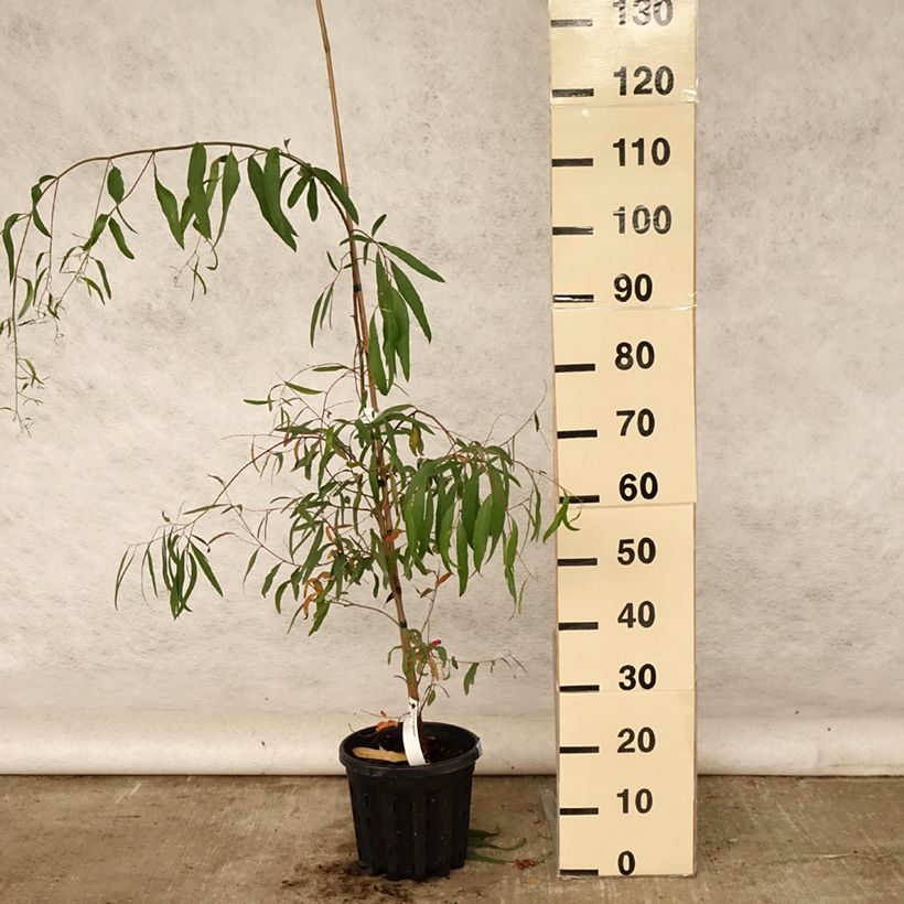 Amostra de Eucalyptus aggregata Vaso de 4 L/5 L tal como entregue no verão