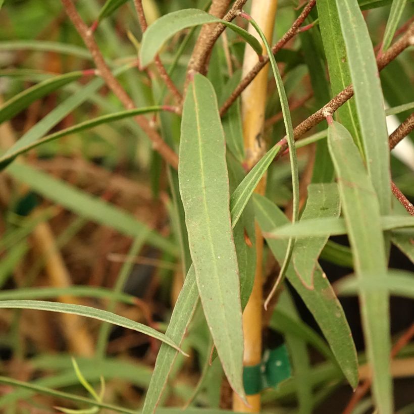 Eucalyptus apiculata (Folhagem)
