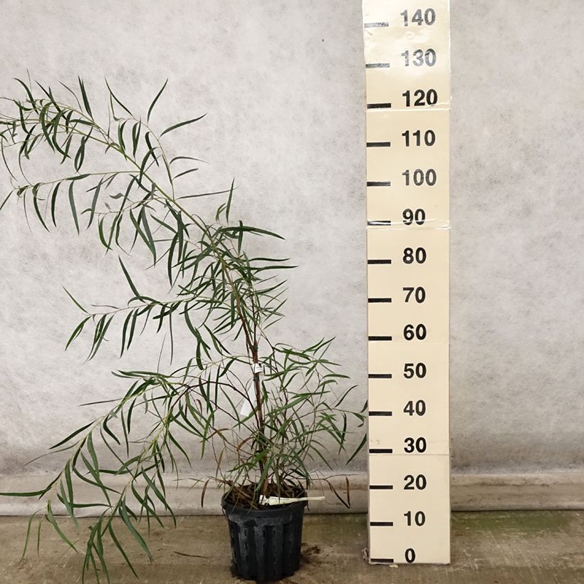 Amostra de Eucalyptus apiculata Vaso de 4 L/5 L tal como entregue no outono