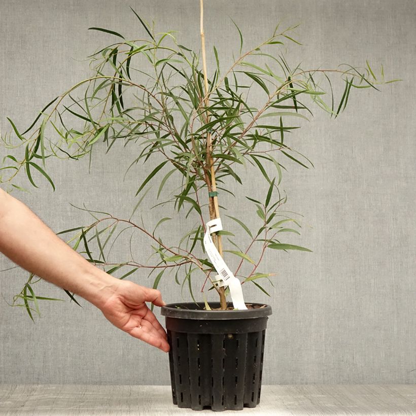 Amostra de Eucalyptus apiculata Vaso de 4 L/5 L tal como entregue no verão