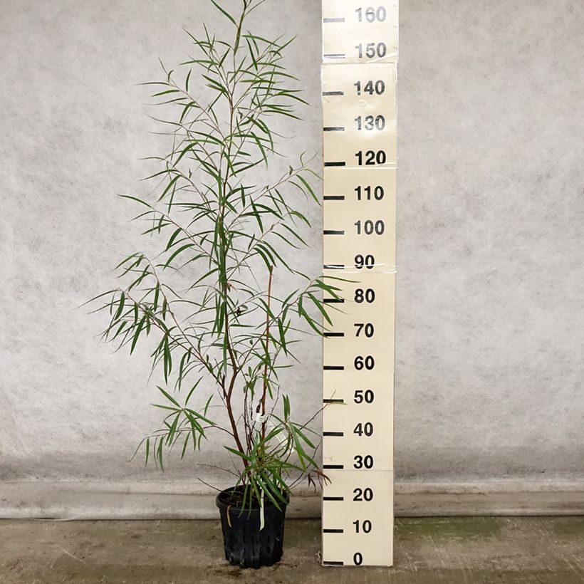 Amostra de Eucalyptus approximans Vaso de 4 L/5 L tal como entregue no outono