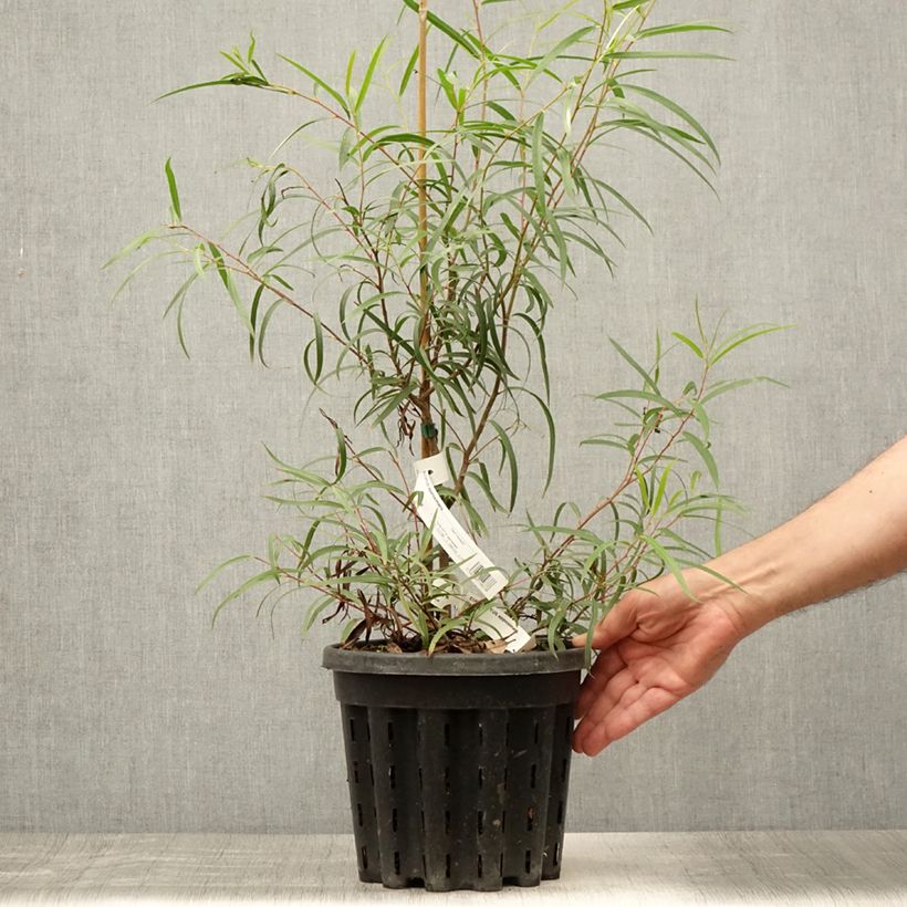 Amostra de Eucalyptus approximans Vaso de 4 L/5 L tal como entregue no verão