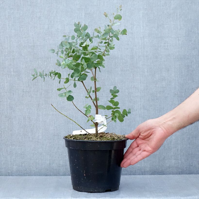 Amostra de Eucalyptus archeri Vaso de 4 L/5 L tal como entregue na primavera