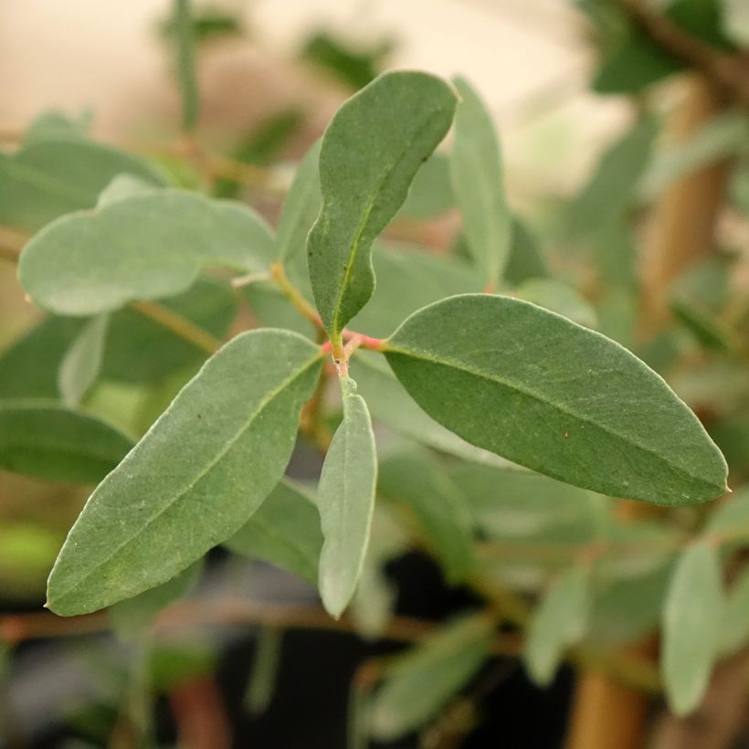 Eucalyptus archeri (Folhagem)