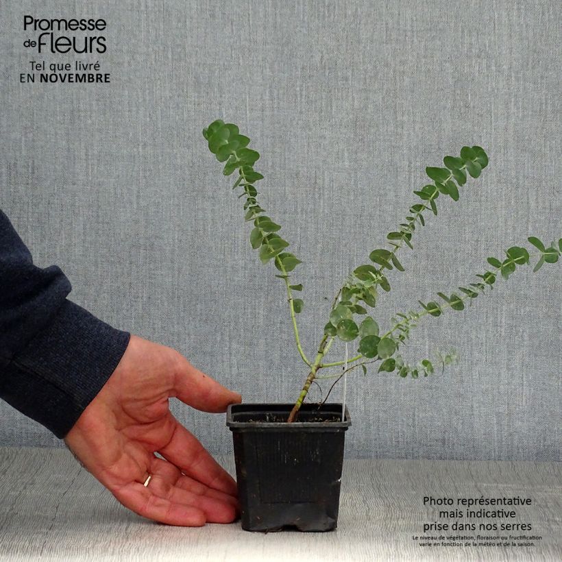 Amostra de Eucalyptus Baby Blue - Gommier argenté Godet de 8/9 cm tal como entregue no outono