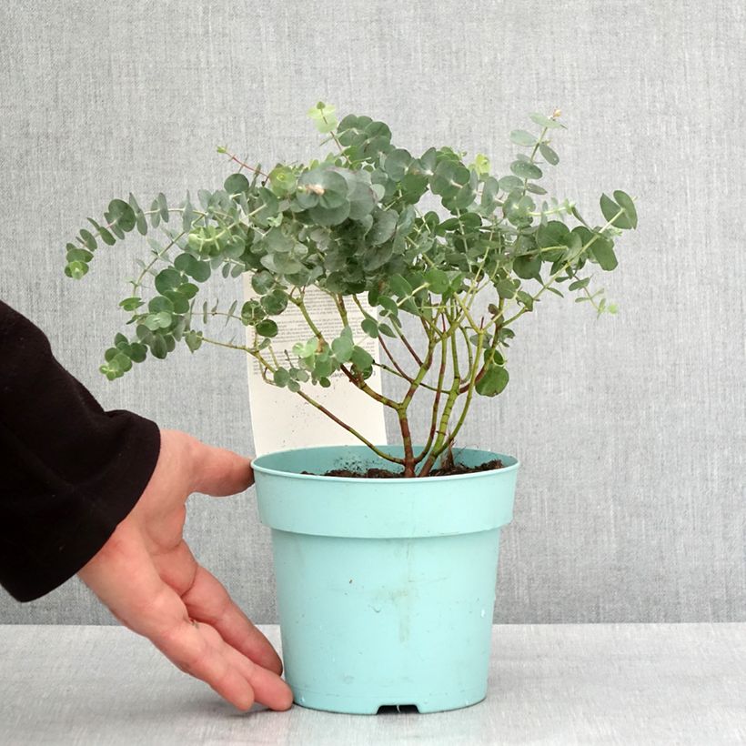 Amostra de Eucalyptus pulverulenta Baby Blue Vaso de 1 L/1,5 L tal como entregue no inverno