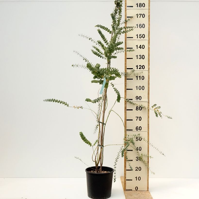 Amostra de Eucalyptus pulverulenta Baby Blue Vaso de 7,5 L/10 L tal como entregue na primavera