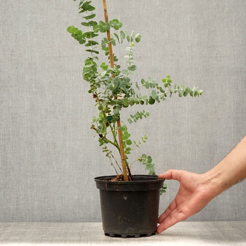 Amostra de Eucalyptus pulverulenta Baby Blue Vaso de 2 L/3 L tal como entregue no verão