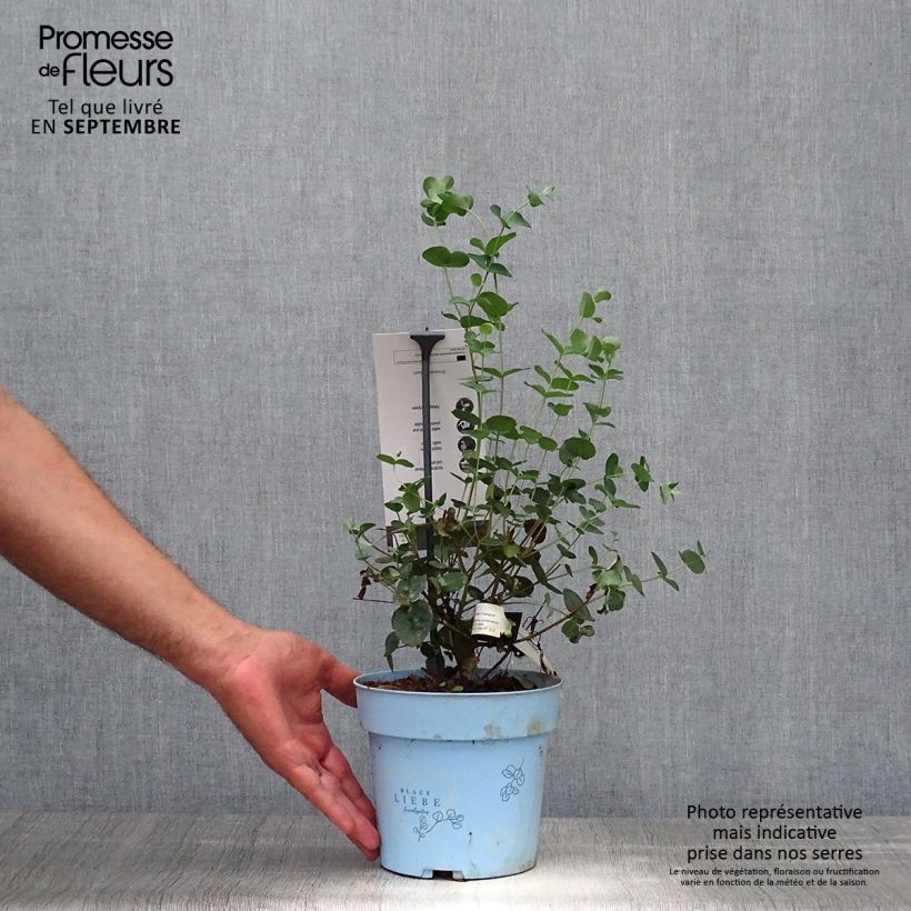 Amostra de Eucalyptus pulverulenta Baby Blue Vaso de 2 L/3 L tal como entregue no outono