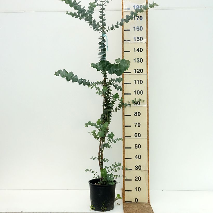 Amostra de Eucalyptus pulverulenta Baby Blue Vaso de 4 L/5 L tal como entregue no verão