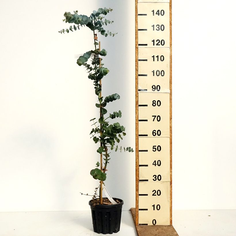 Amostra de Eucalyptus pulverulenta Baby Blue Vaso de 4 L/5 L tal como entregue na primavera