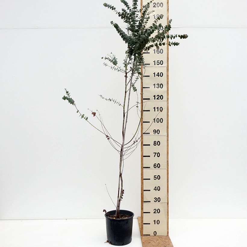 Amostra de Eucalyptus pulverulenta Baby Blue Vaso de 7,5 L/10 L tal como entregue no outono